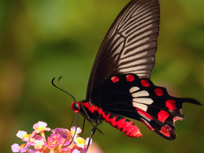 Las alas de la mariposa negra ayudan a elevar en un 200% el rendimiento de las células solares