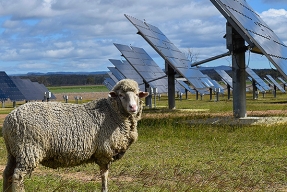 “Hemos tenido que desparasitar las ovejas porque tenéis la planta fotovoltaica llena de bichos”