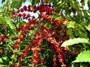 Café au Light. O cómo mejorar la vida de la gente combinando café y energía solar