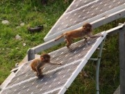 A los monos de la India les gustan los paneles solares
