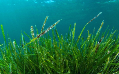 Un proyecto de Enel Green Power une geotermia, alga espirulina y viajes al espacio