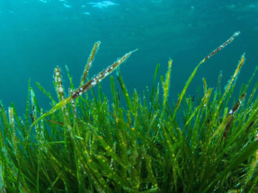 Un proyecto de Enel Green Power une geotermia, alga espirulina y viajes al espacio