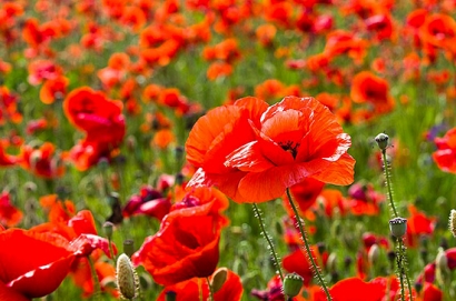 A abril con sus chaparrones, sigue mayo con sus flores