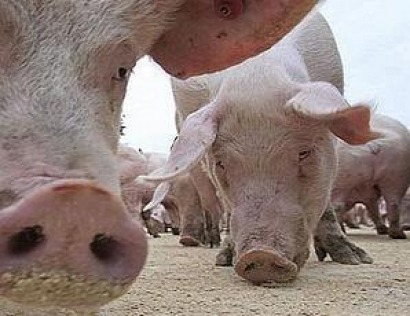 "Mierda al Medio Ambiente", o la carta con que ha despedido el sector porcino al ministro Cañete