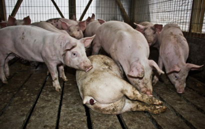 La ganadería industrial lleva a España a superar en casi un 40% las emisiones permitidas de amoniaco
