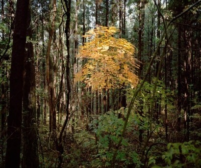 Apuntes sobre Fukushima