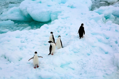 Crear el Santuario Antártico es clave para frenar el cambio climático
