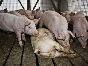 La ganadería industrial lleva a España a superar en casi un 40% las emisiones permitidas de amoniaco