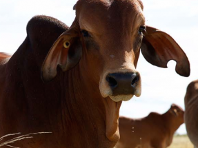 EQUO: menos carne y lácteos para combatir el cambio climático