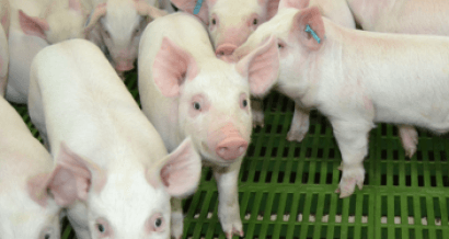 Un matadero de cerdos ahorra un 38% de energía gracias a la solar térmica 