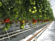 Cultivando tomates en el desierto gracias a la energía solar